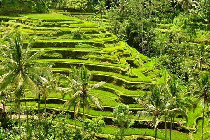 Tlaga Singha Infinity Pool, Jungle swing & Rice Terrace Trip