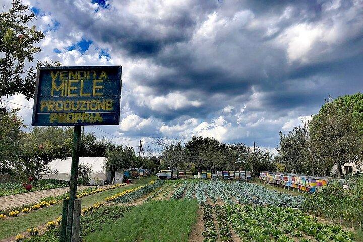 Sant’Erasmo per Rad: Venedigs grüne Insel erleben