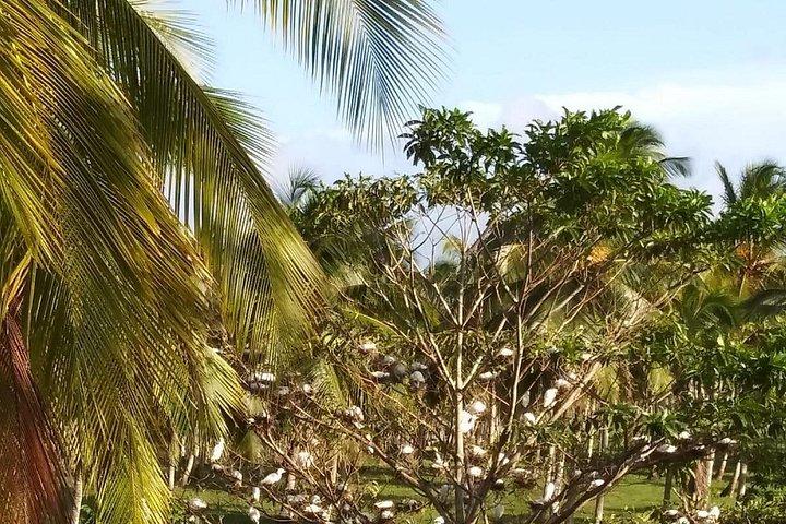 Half day Dominican Safari Experience ... / Half day Safari Excursion