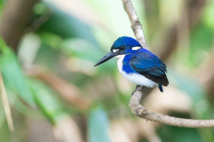 Daintree River 'Sunset' Cruise com o Daintree Boatman