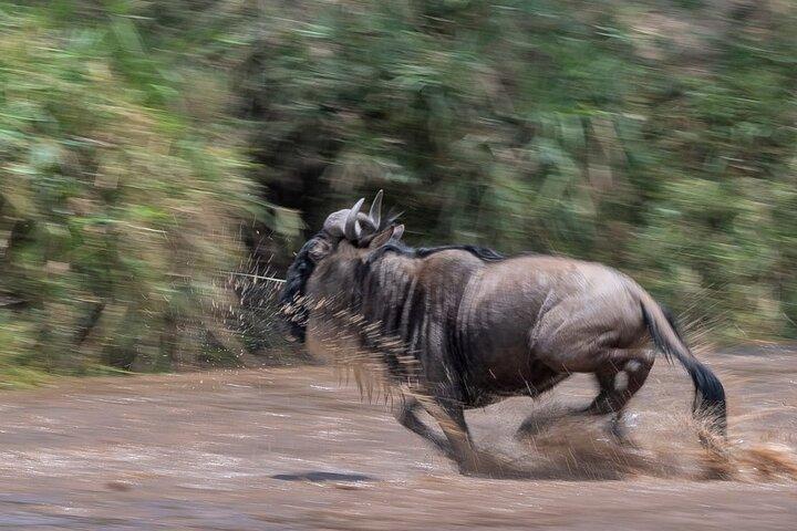 Safári de migração de gnus Masai Mara de 5 dias