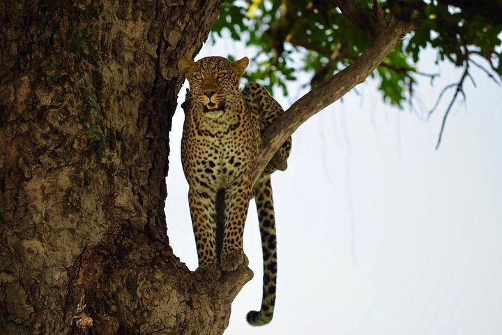 13-dagars privat Wildlife Safari Tour i Kenya och Tanzania