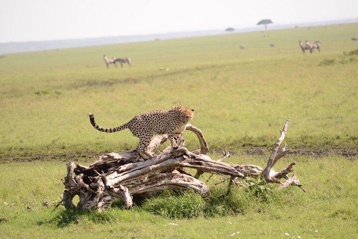 13-dagars privat Wildlife Safari Tour i Kenya och Tanzania