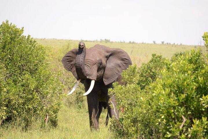 13-dagars privat Wildlife Safari Tour i Kenya och Tanzania