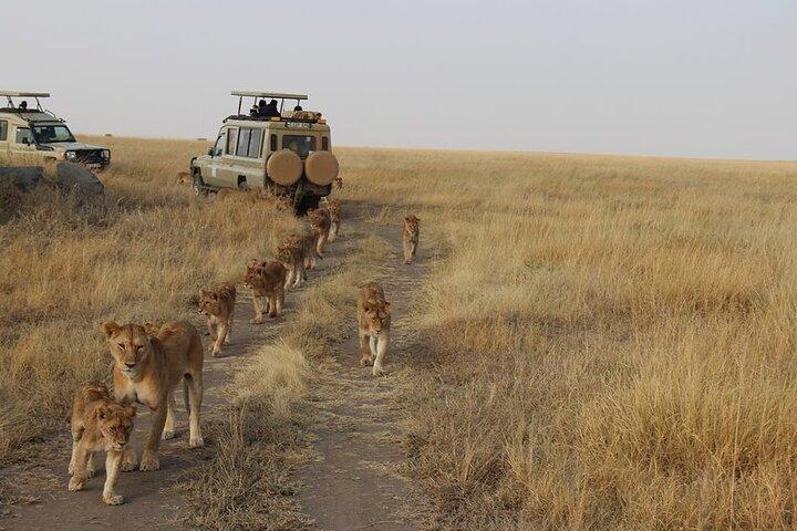 13-dagars privat Wildlife Safari Tour i Kenya och Tanzania