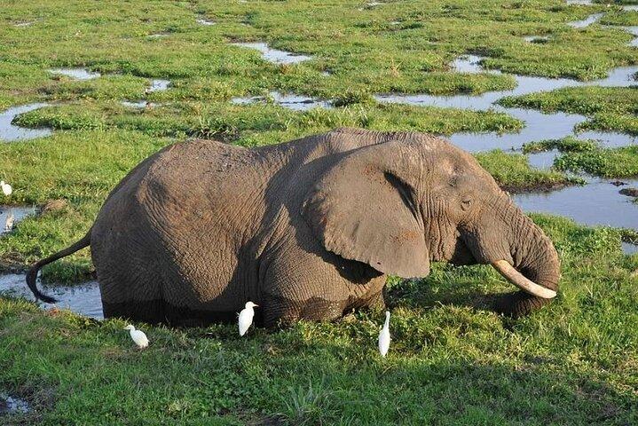 2 - デイグループサファリ～アンボセリ国立公園（オールインクルーシブ）
