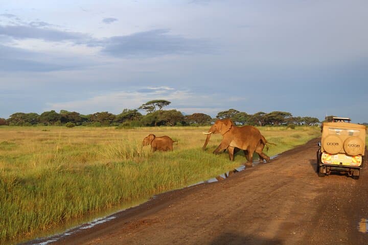 Private Full-Day Safari Tour Amboseli National Park with Lunch