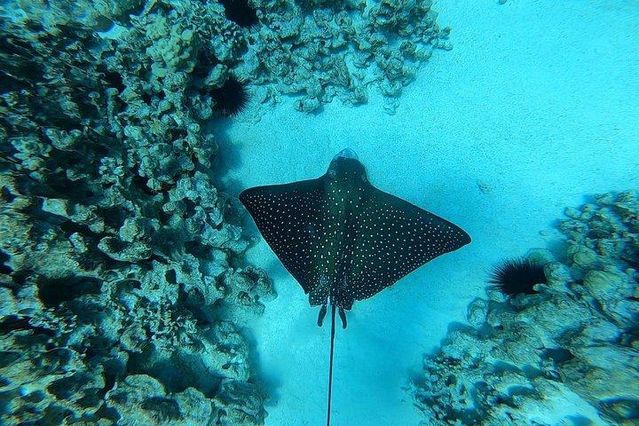 Isla Grande: Capitán Cook Snorkel en un catamarán con almuerzo