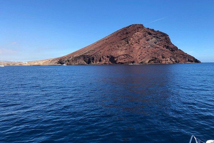 テネリフェ島 3 時間 クジラとイルカ発見ツアー