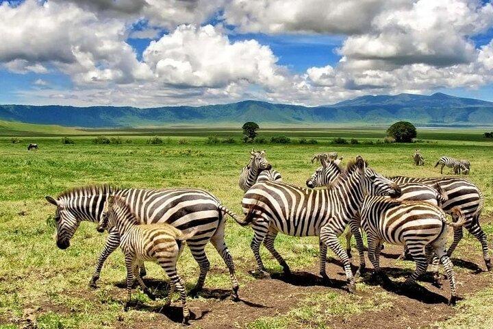 Arusha National Park Dagstur fra Arusha
