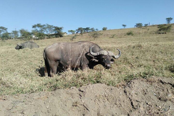 Lake Nakuru National Park Day Tour