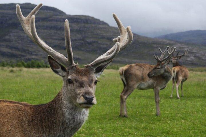 "Deer of the Atlas: Tazekka Natural Park & Ifrane Eco Tour | Privat & Luksus