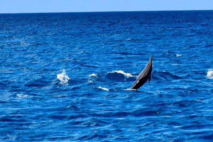 Dolphins Rencontre et observation des baleines