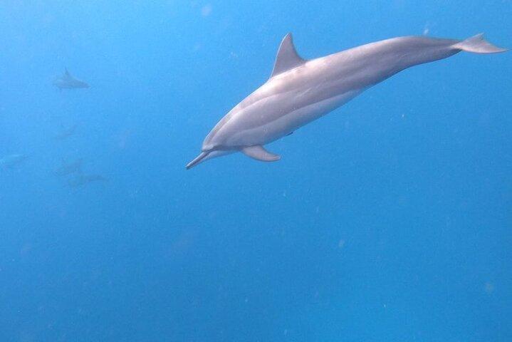 Dolphins Rencontre et observation des baleines