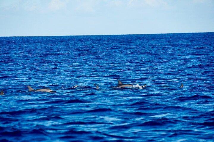 Dolphins Rencontre et observation des baleines
