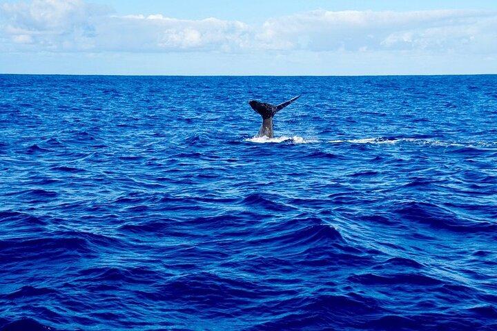 Dolphins Rencontre et observation des baleines