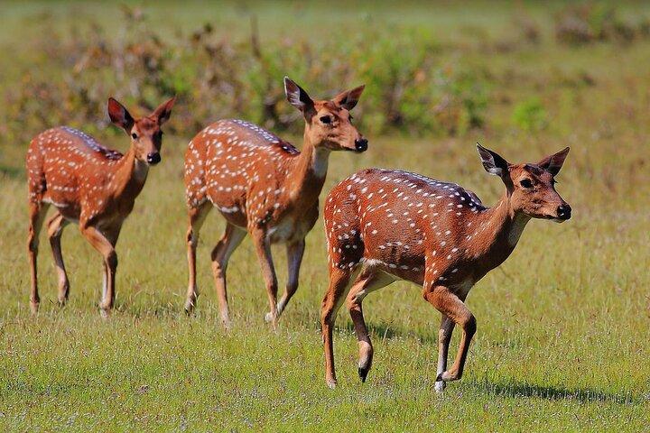 ネゴンボからウィルパットゥ国立公園への日帰り旅行