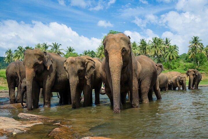 Excursiones de un día al Parque Nacional Wilpattu desde Negombo