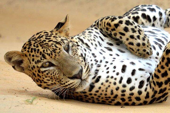 ネゴンボからウィルパットゥ国立公園への日帰り旅行