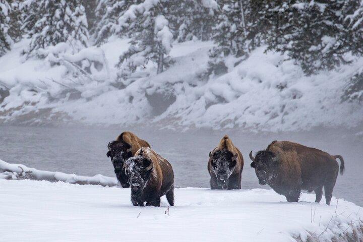 Yellowstone & Grand Teton National Parks Winter Tour: Small Group 4-day Tour