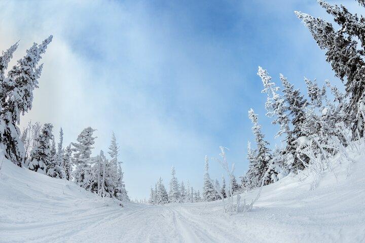 Yellowstone & Grand Teton National Parks Winter Tour: Small Group 4-day Tour