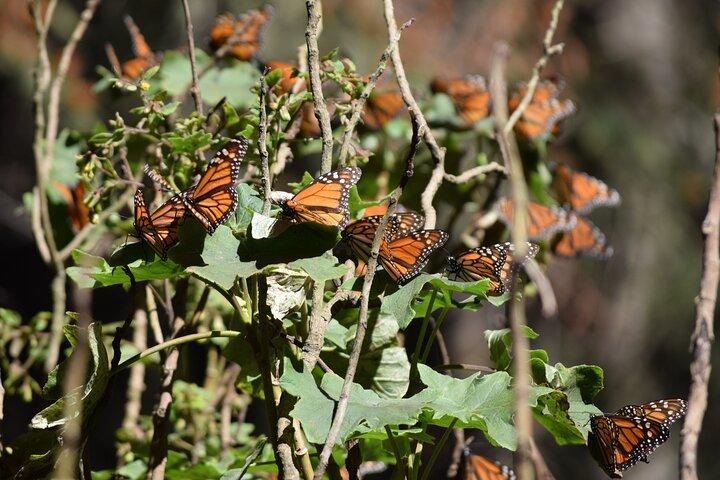 Butterfly Monarch Tour from Mexico City