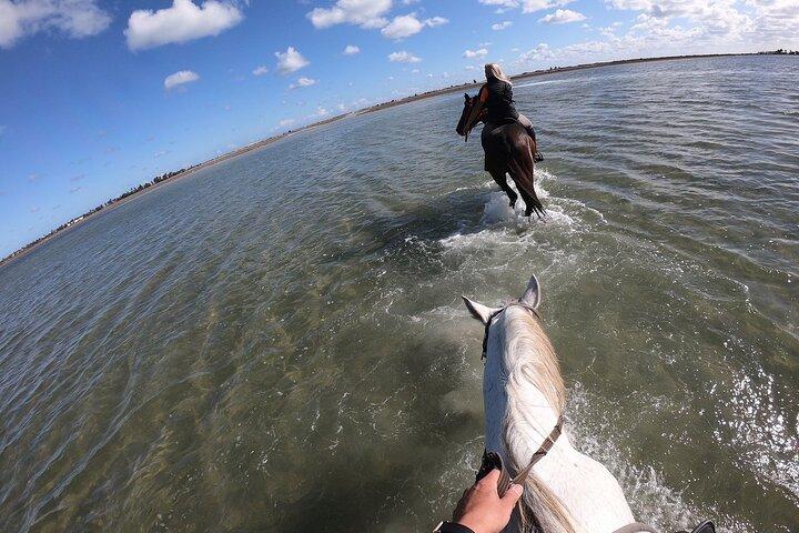 Discovery ride on horseback or camel 2h30