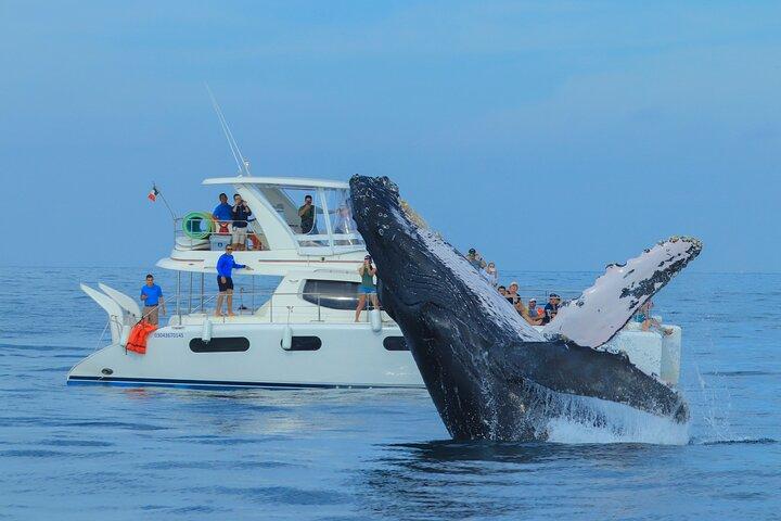 Luksus katamaran hvalsafari Cabo San Lucas