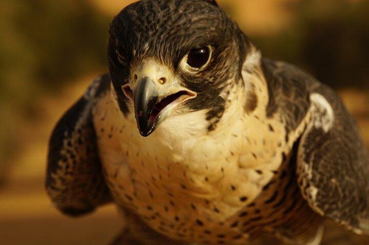 小グループツアー:Falcon 2-Dubai Falconry Safari