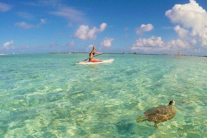 Turtle Eco Tour on Stand-Up Paddleboards or Kayaks into the National Marine Park