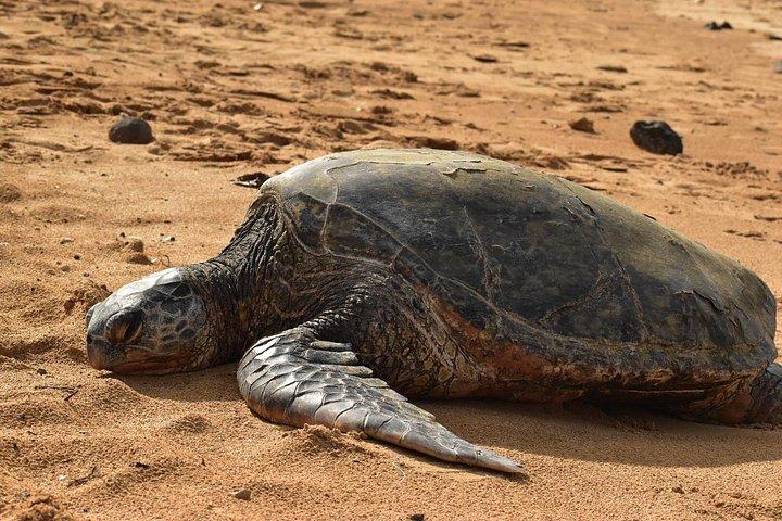 Kauai Snorkeling Adventure