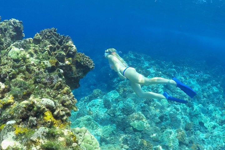 Luxury Kona Coast Snorkel Tour Including Lunch