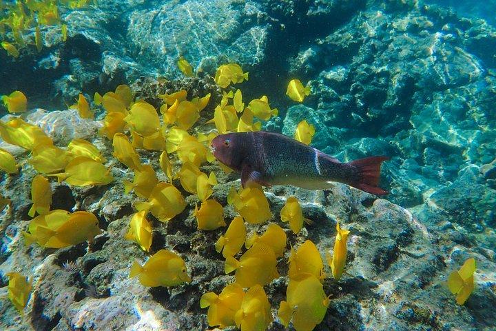 Luxury Kona Coast Snorkel Tour Including Lunch