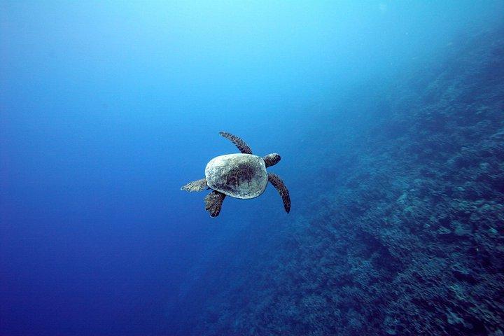 Luxury Kona Coast Snorkel Tour Including Lunch