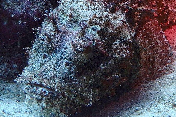 Scuba Diver Certification Course