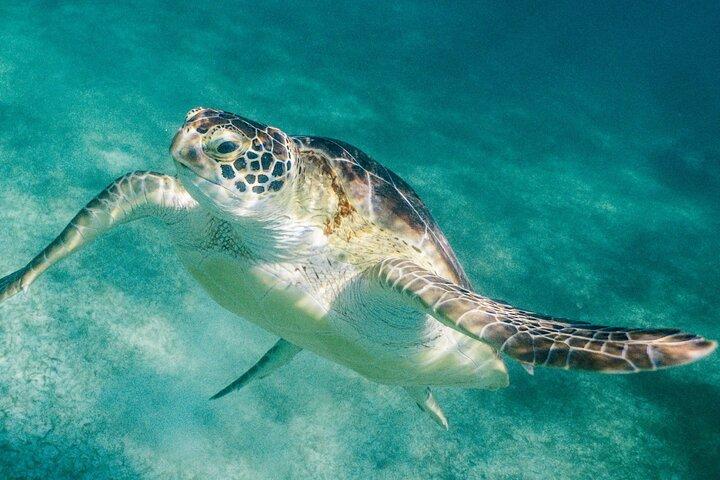 Excursão com snorkel na Costa Maya