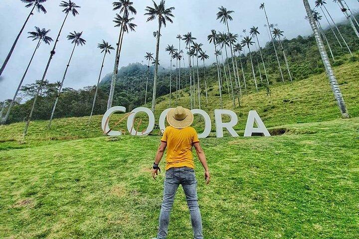 Courte visite dans la vallée de Cocora