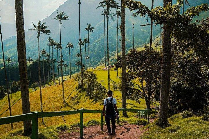 Courte visite dans la vallée de Cocora
