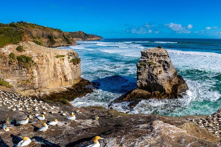 Auckland's Wild West Coast & Black Sand Beaches Tour inc Lunch