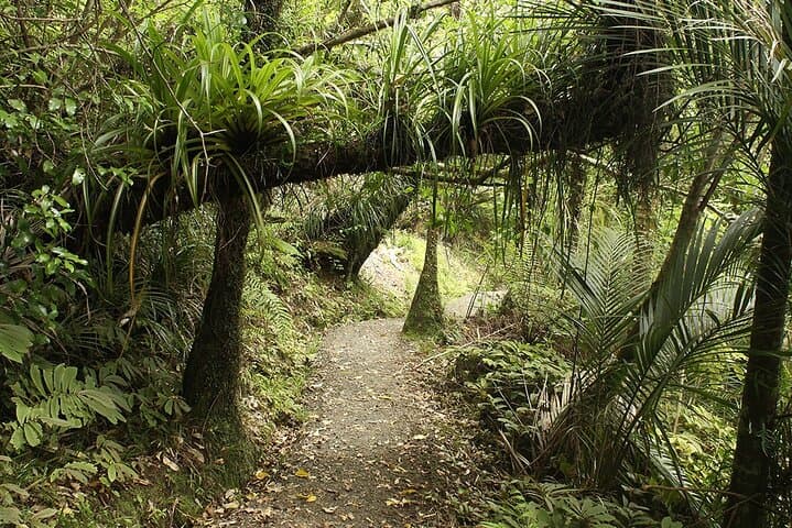 Auckland's Wild West Coast & Black Sand Beaches Tour inc Lunch