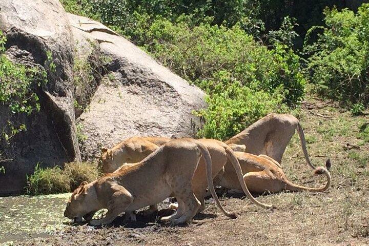 8 días de lujo Serena Safari