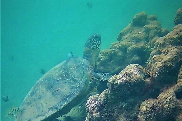 Kauai Snorkeling Adventure