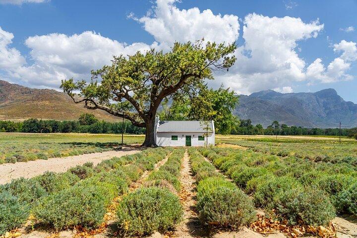 Stellenbosch Winelands Experience