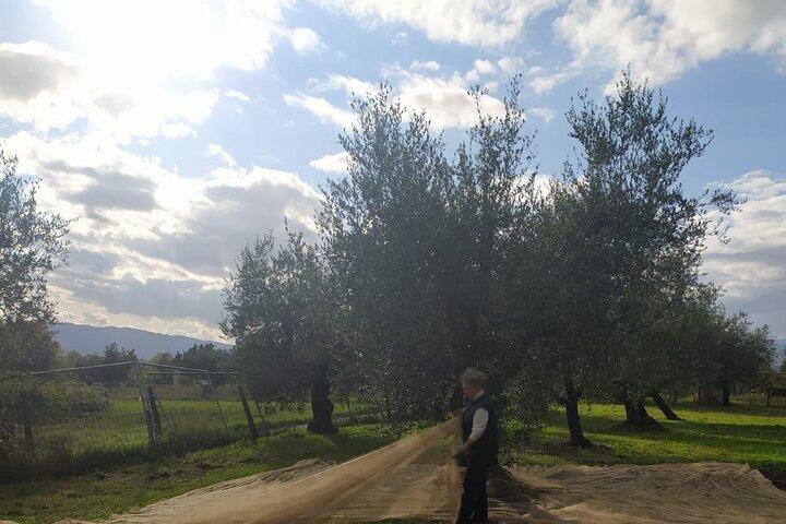 Olivskörd i Toscana