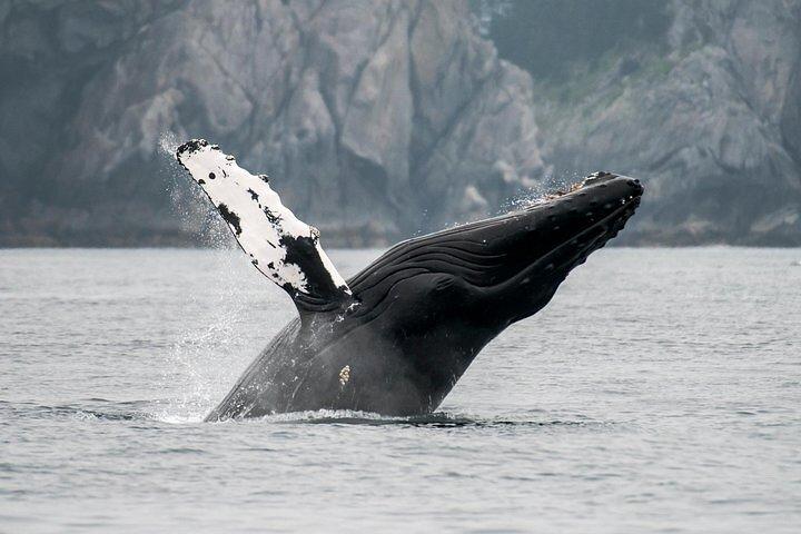 Juneau Wildlife walvissen spotten