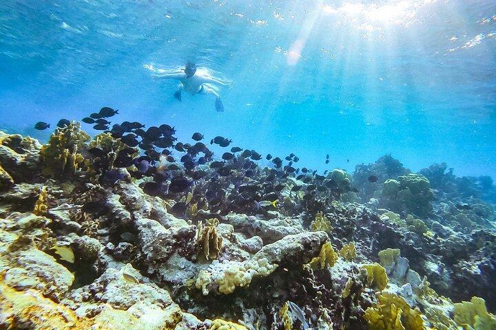 Snorkeling privato con 2 fermate ad Aruba - Eco-friendly!