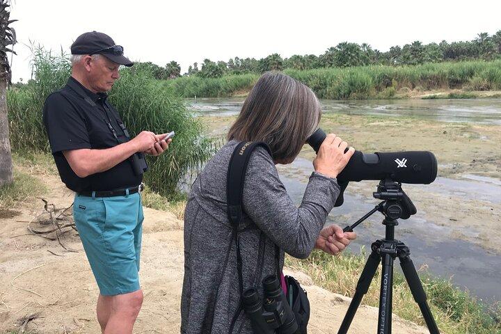 Uccello dell'estuario di San Jose Los Cabos Messico
