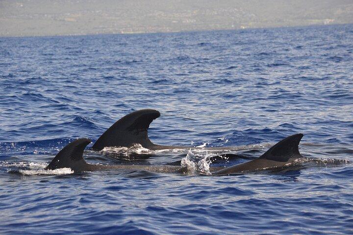 Charter privato Kona di 4 ore