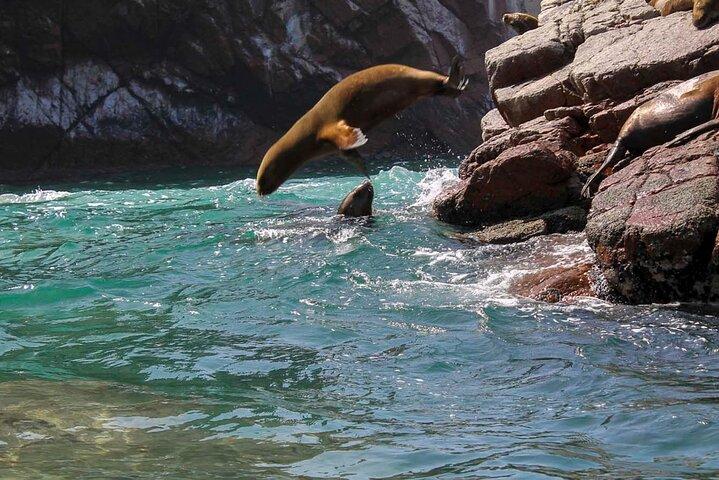 イカのバレスタス諸島とパラカス国立保護区