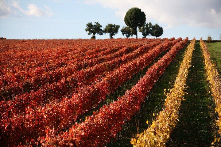 Visite guidée de la cave avec dégustation privée à Montefalco